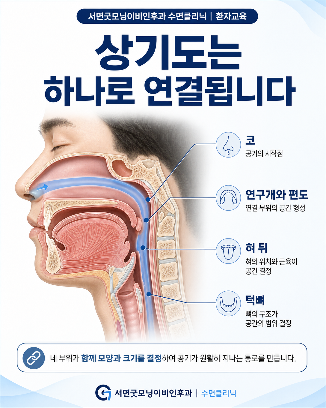 코에서 편도와 연구개, 혀 뒤, 턱으로 이어지는 상기도 해부학 구조