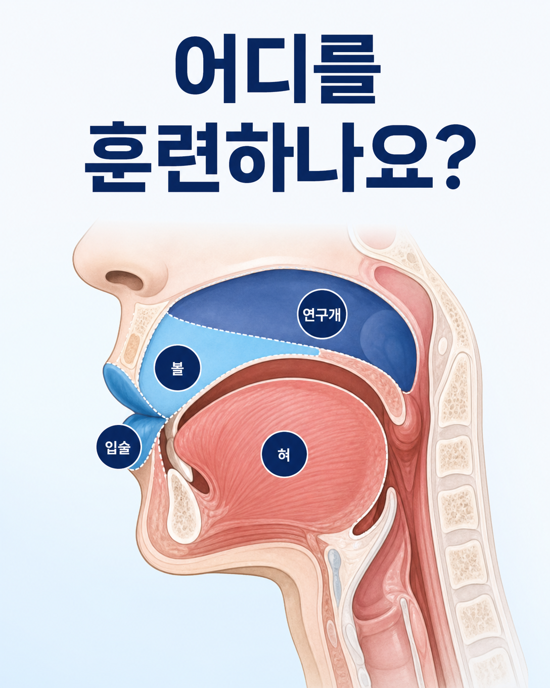 구강근기능치료에서 훈련하는 혀와 입술, 볼, 연구개 주변 구조